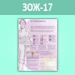 Плакат «Что такое менопауза?» (ЗОЖ-17, ламинированная бумага, A2, 1 лист)